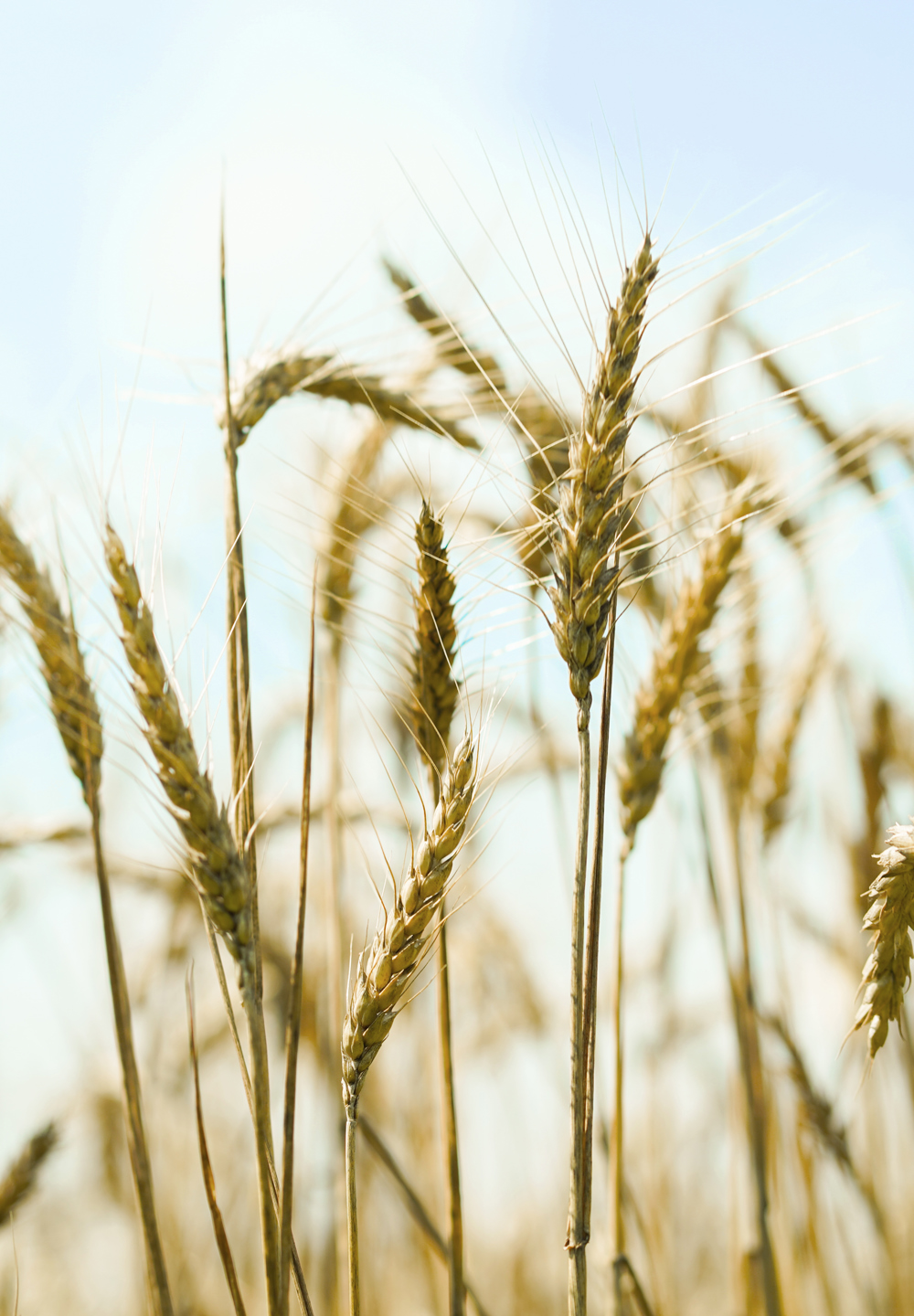 Wheat in the field