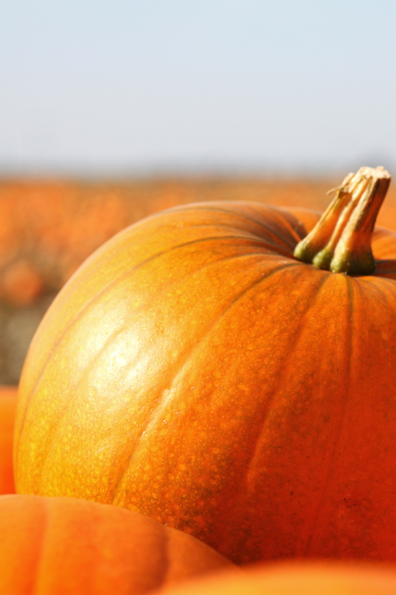 A pumpkin in a field