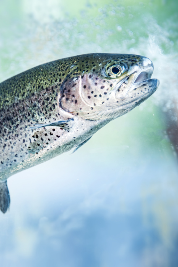 Fish swimming through water