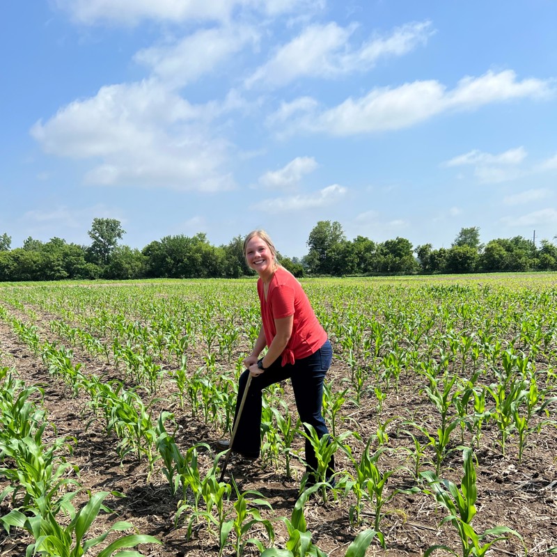 Individual digging in a corn field 