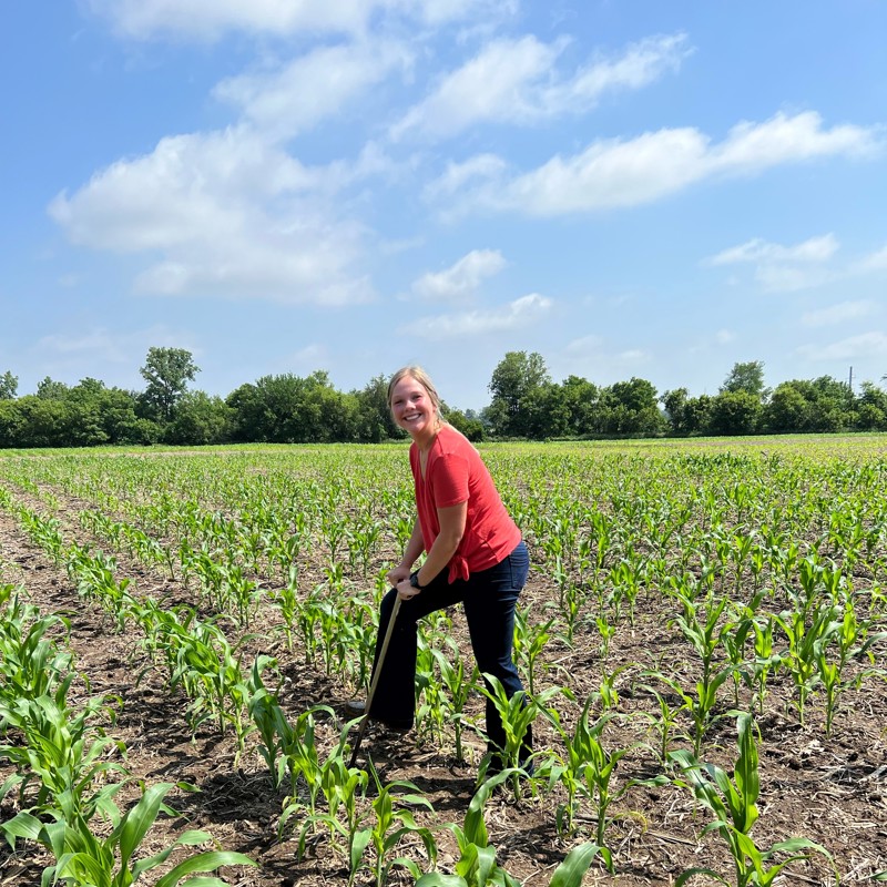 Individual digging in a corn field