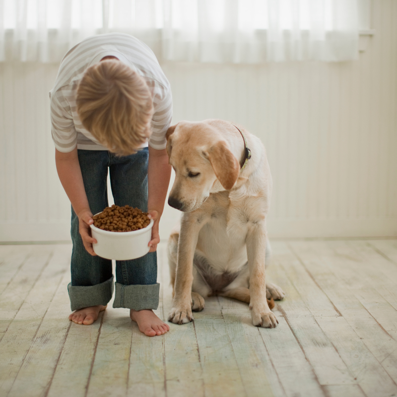 Person giving a dog a bowl of food