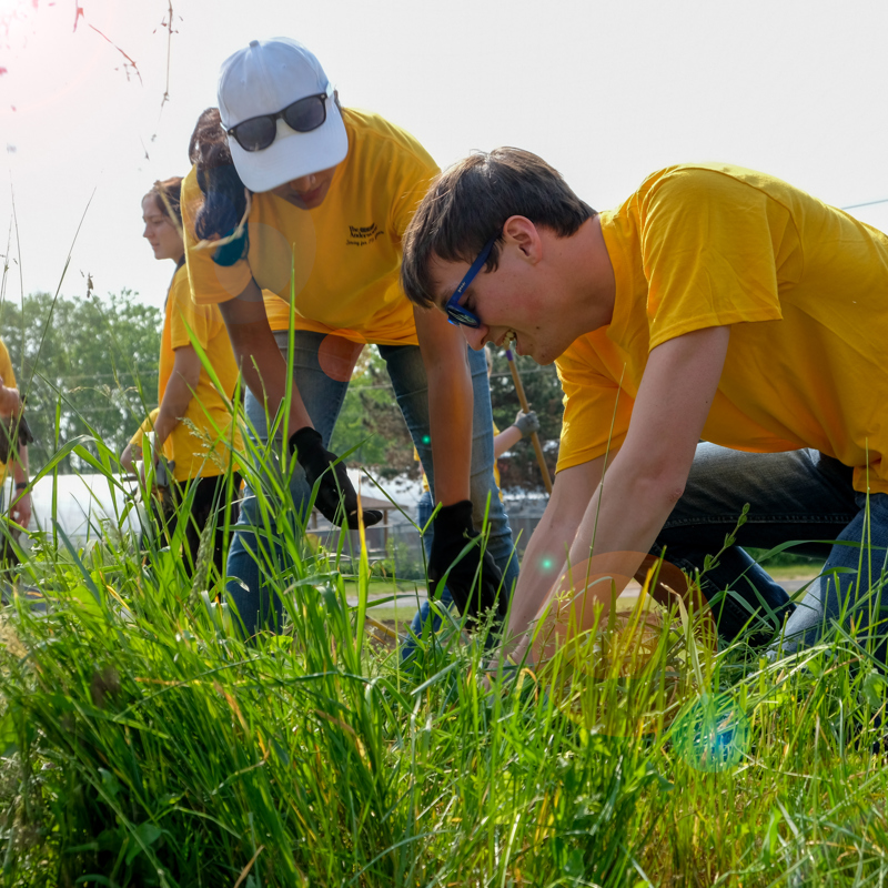 People pulling weeds out of the ground