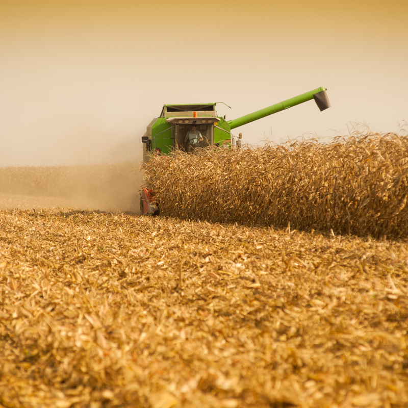 Combine harvesting corn in field