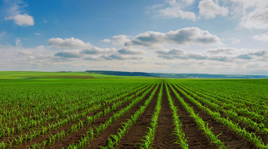 Rows of freshly planted corn crop