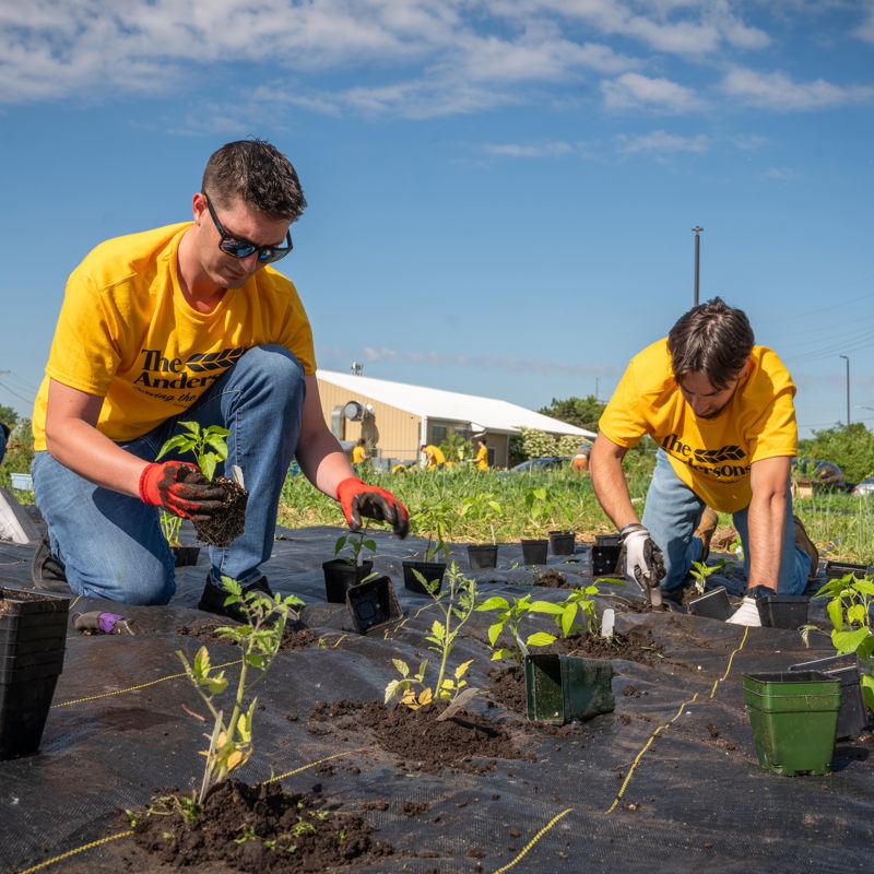 Two employees planting vegetables