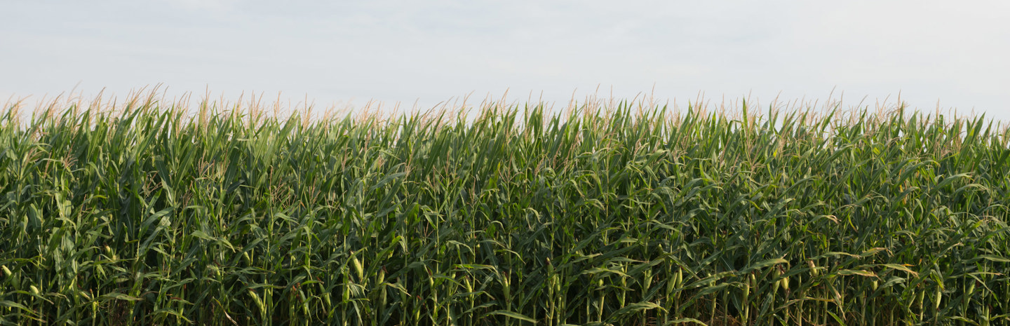 Corn field