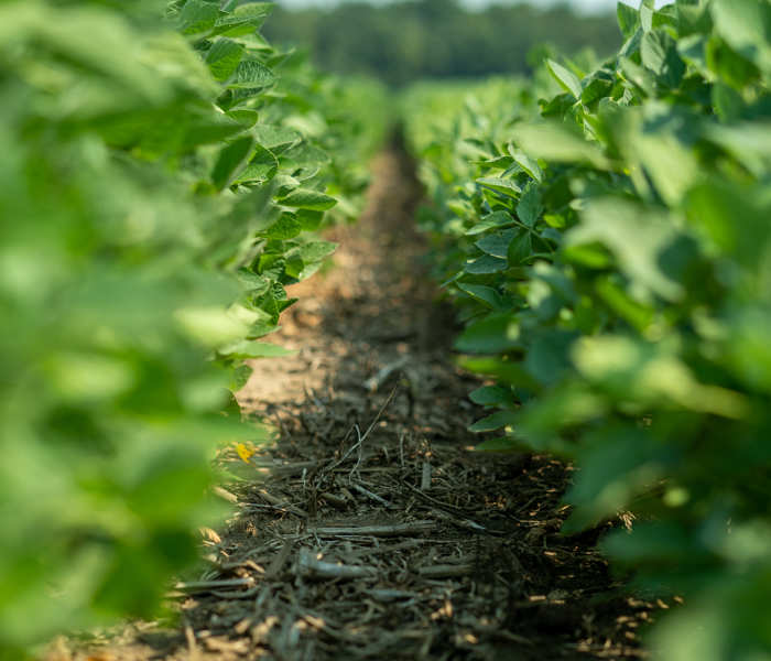 Row of Soybeans