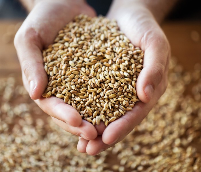 Hands holding grain