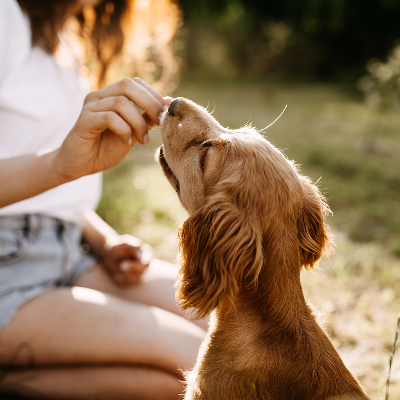 Person giving a puppy a treat 