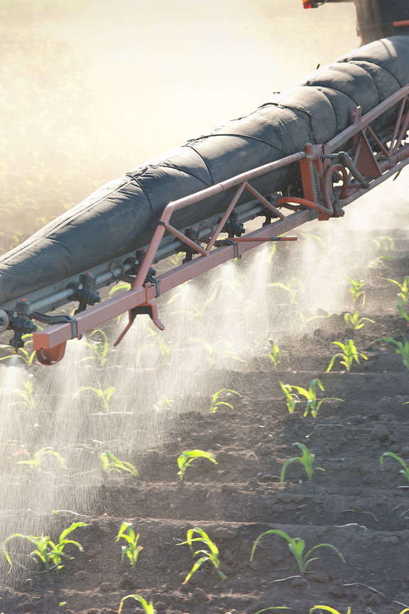 Corn crop being sprayed
