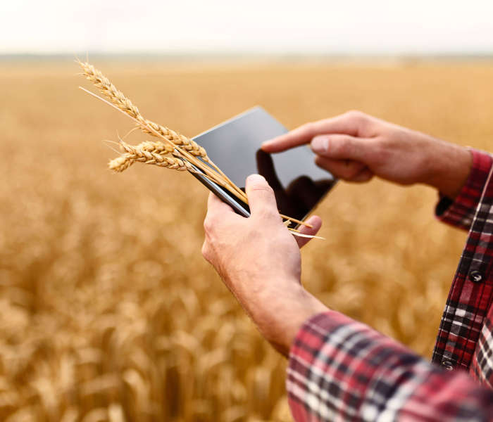 Individual using tablet in a wheat field