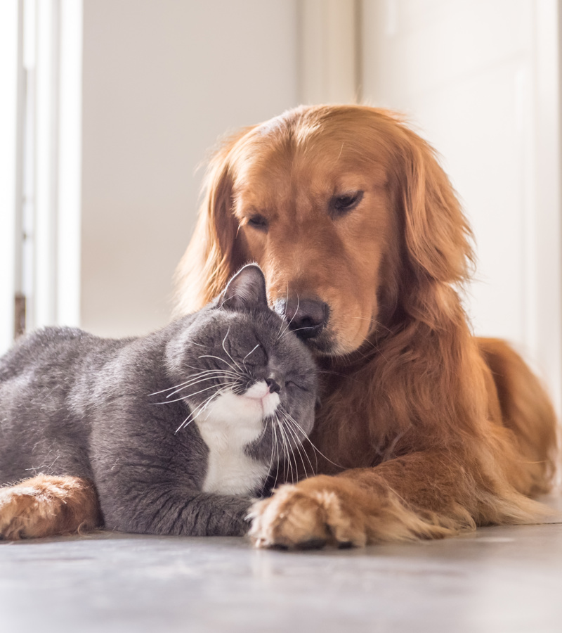 Dog and cat sitting together