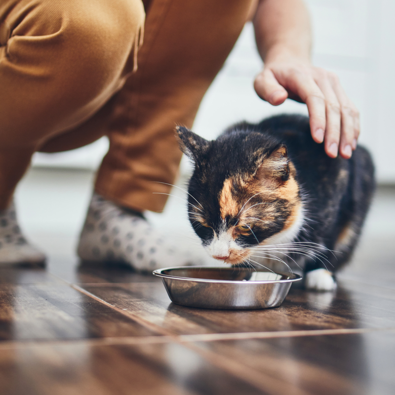 Person feeding and petting a cat 