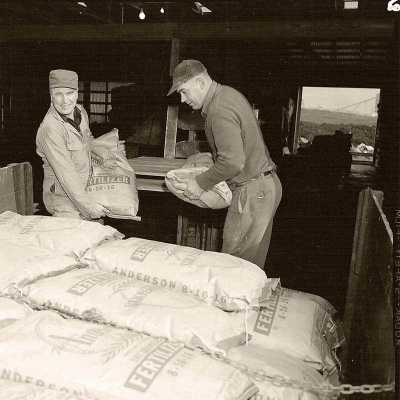 Individuals stacking bags of fertilizer during the 1950s